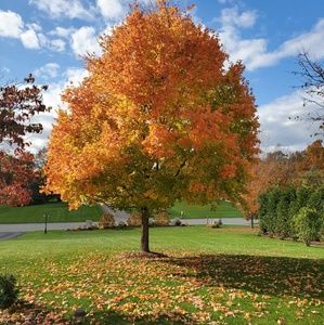 Meet your Posher, Joyce